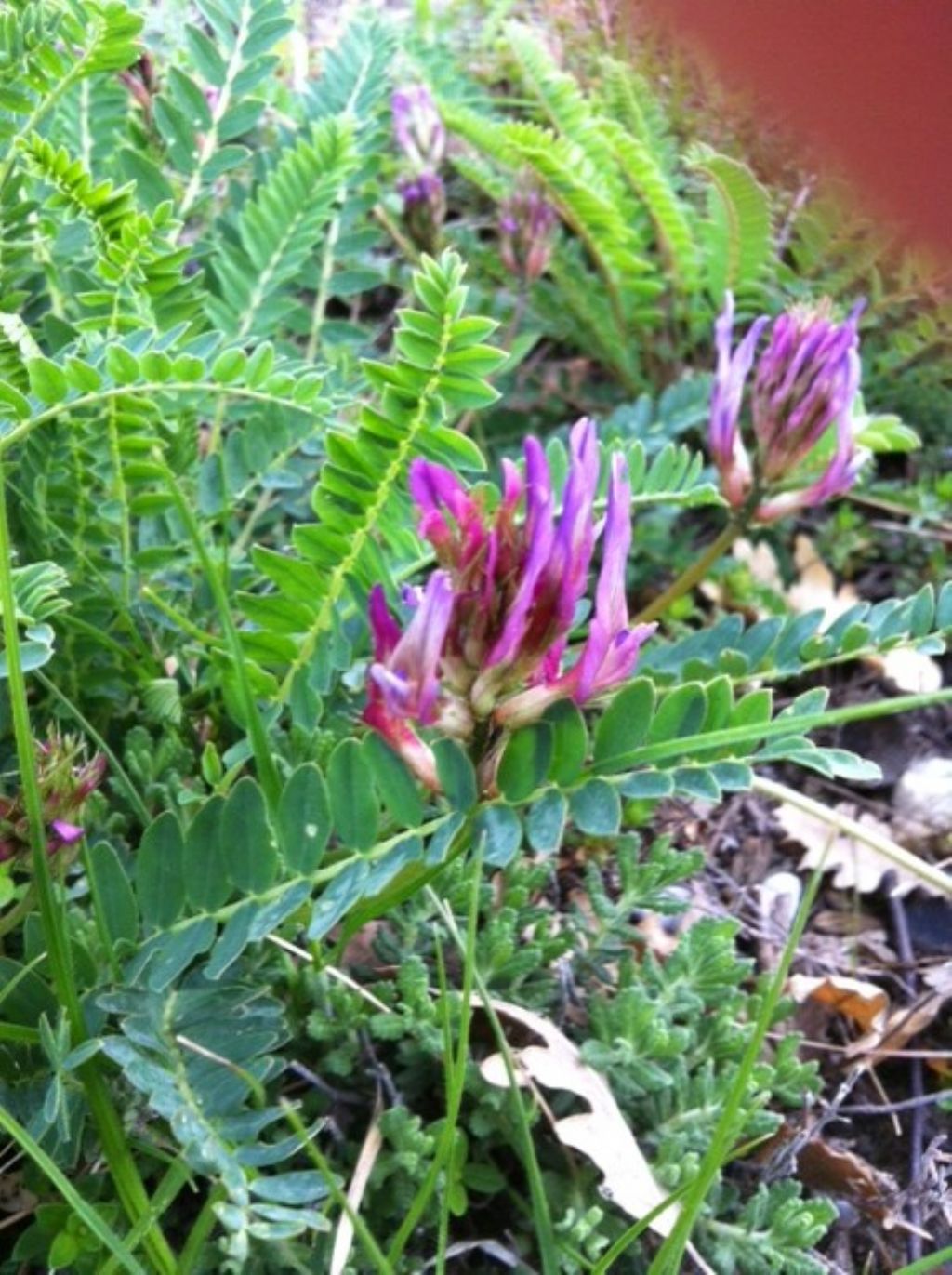 Astragalus cfr. monspessulanus